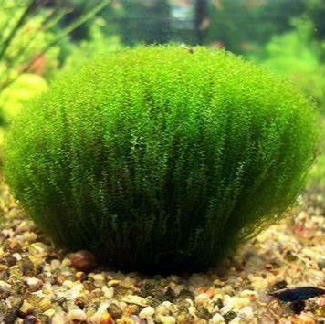 Planta Aquática Musgo Stringy (Stringy Moss) para Aquários