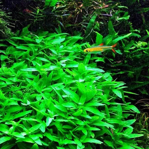 Planta Aquática Staurogine (Staurogyne Sp.) para Aquários