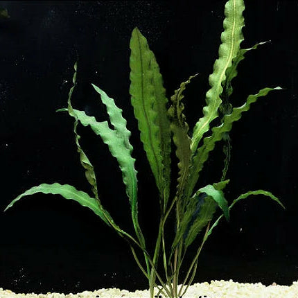 Planta Aquática Aponogeton Rigidifolius para Aquários