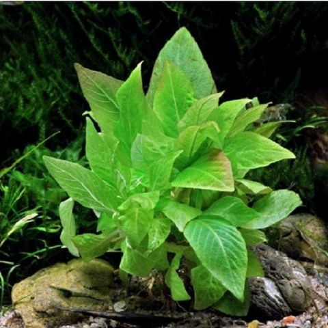Planta Aquática Higrofila Compacta (Hygrophila Compact) para Aquários
