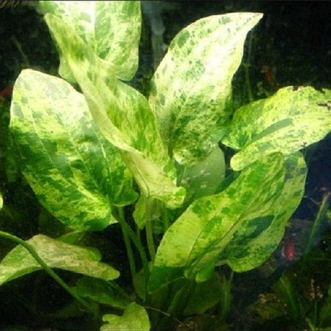 Planta Aquática Echinodorus Marble Queen (Echinodorus Cordifolius) para Aquários