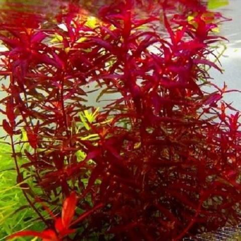 Planta Aquática Rotala Vermelha Mini (Rotala Mini Red) para Aquários