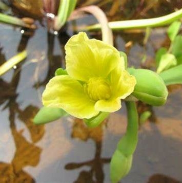 Planta Aquática Limnocharis Flava para Aquários e Lagos