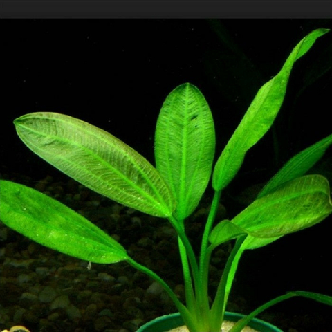 Planta Aquática Echinodorus Scaber para Aquários