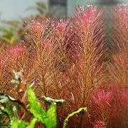 Planta Aquática Rotala Wallichii Folha Longa para Aquários