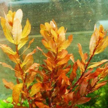 Planta Aquática Ludwigia Inclinata Vermelha (Ludwigia Inclinata Red) para Aquários