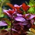 PLANTA LUDWIGIA RUBIM @LUDWIGIA REPENS RUBIN