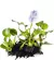PLANTA AGUAPE @Eichornia crassipes