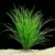 PLANTA CYPERUS HELFERI @CYPERUS HELFERI