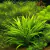 PLANTA EQUINODORUS QUADRICOSTATOS @ECHINODORUS QUADRICOSTATUS
