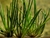 PLANTA ISOETES @ISOETES