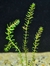 PLANTA ROTALA PUSSILLA @ROTALA PUSSILLA