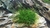 PLANTA MUSGO NANBEI @NANBEI MOSS