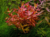 PLANTA NESAEA VERMELHA @NESAEA SP. RED
