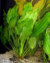 PLANTA ECHINODORUS MACROPHILUS @ECHINODORUS MACROPHILUS