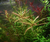 PLANTA ROTALA GIAN LAI @ROTALA GIAN LAI