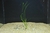 PLANTA SAGITARIA BRASILIA @SAGITTARIA SP. BRASILIA