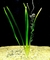 PLANTA VALISNÉRIA SPIRALIS @VALLISNERIA SPIRALIS