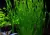 PLANTA VALLISNERIA SPIRALIS @Vallisneria spira