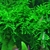 PLANTA WEEPING MOSS @VESICULARIA FERRIEI