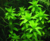 PLANTA TONINA FLUVIATILIS @TONINA FLUVIATILIS