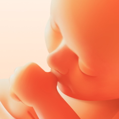 Rastreador de Gravidez Semanal Vitalicio Apk (Android)