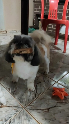 Mordedor de Madeira de Café para Cães Caramello Pet Peso Leve 20 cm - loja online