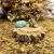 Sapo - Animal de Poder - comprar online