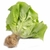 Lechuga Hidroponica x Unidad