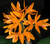 Cattleya Aurantiaca