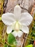 Cattleya Dolosa Alba