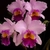 Cattleya Irene Finney