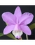 Cattleya Loddigesii