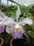 Cattleya Whitei Coerulea