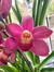 Cymbidium Red Arrow - comprar online