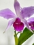 Laelia Purpurata X Cattleya Violacea