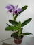 Laelia Purpurata X Cattleya Violacea - comprar online