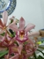 Mini Cymbidium Rosa Claro Pintalgado