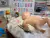 CURSO ONLINE (ao vivo) DE PITURA DE SILICONE + MATERIAL COMPLETO na internet