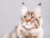 Laxatone Vetoquinol Laxante Para Gato Bolas De Pelo en internet