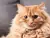La mejor defensa contra las pulgas y garrapatas para gatos: Bravecto Plus en internet