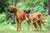 Elanco MIRA: Alimento premium para perros de raza grande - tienda en línea