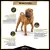 Alimento Pro Plan OptiDerma: Nutrición Especializada para Cachorros con Piel Sensible en internet