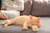 ¡Gatos felices, muebles seguros! El rascador para gatos Celtok lo hace todo - tienda en línea