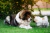 Alimento Especializado Elanco para Cachorros de Razas Grandes (20 kg) - tienda en línea