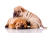 Alimento Especializado Elanco para Cachorros de Razas Grandes (20 kg) en internet