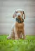 Nutri-cal Vetoquinol Gel Multivitaminico Para Perros y Gatos - comprar en línea