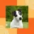Alimento saludable para perros pequeños: Purina Pro Plan OptiFit Reduced Calorie 7.5 kg en internet