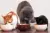 Premios Pro Plan para Gatos: Ricos en Vitaminas y Minerales