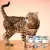 Pipeta Profender Spot-On: El secreto para un gato libre de pulgas y parásitos en internet